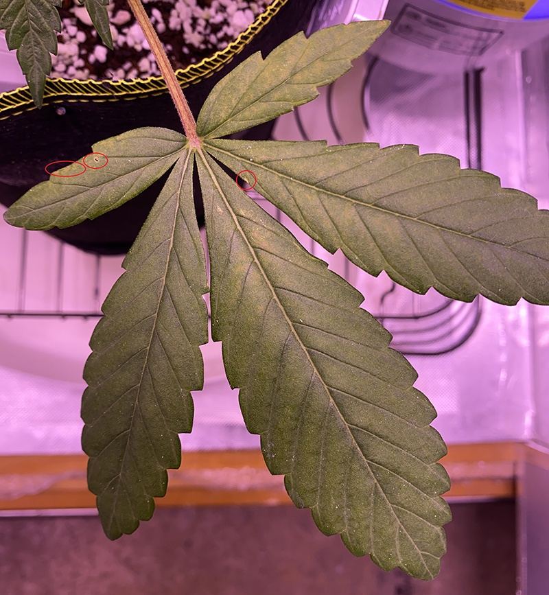 Leaf   small