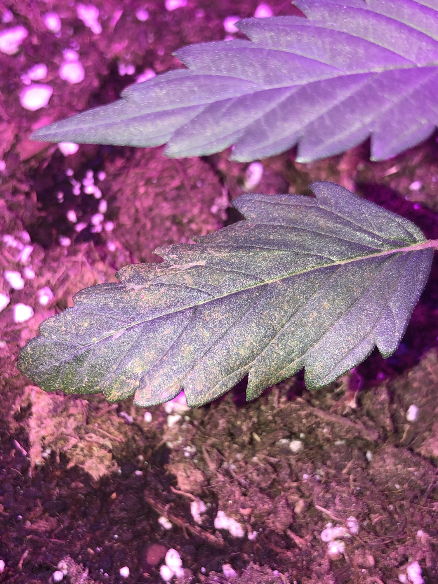 Leaf spots 2