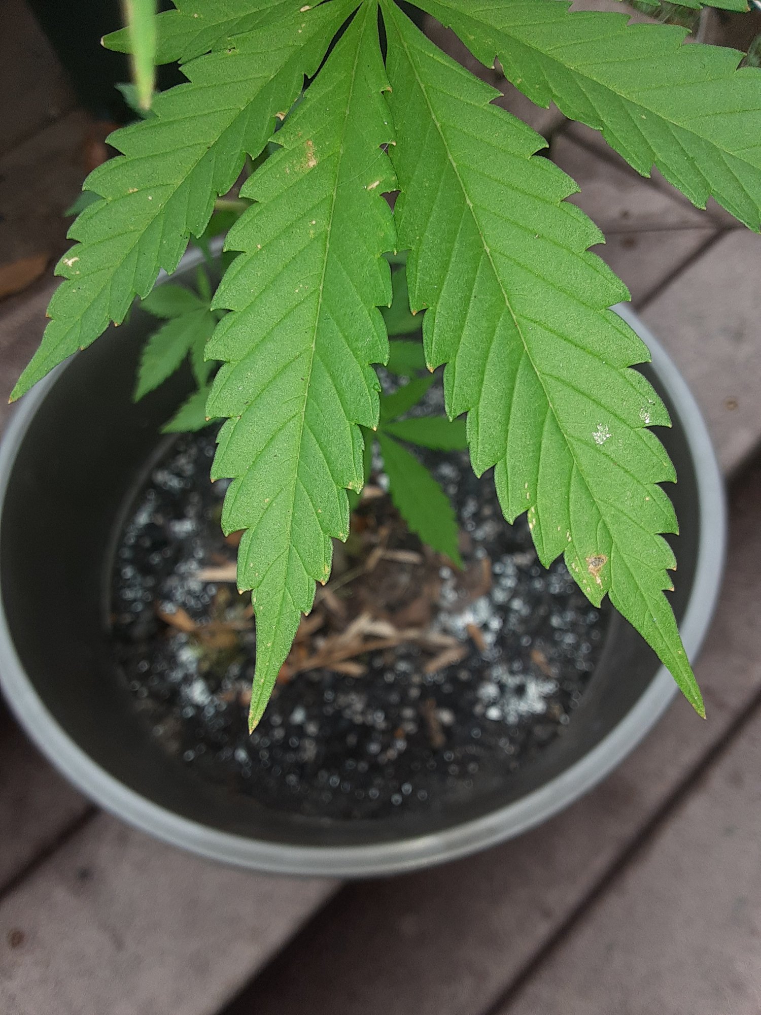 Leaf spots and growth questions