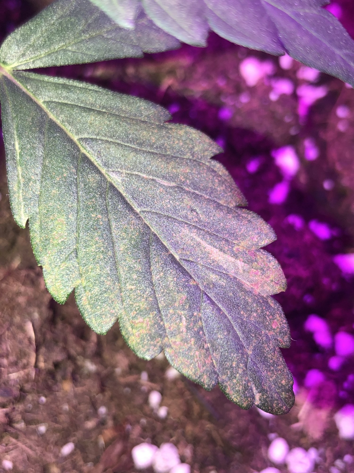 Leaf spots