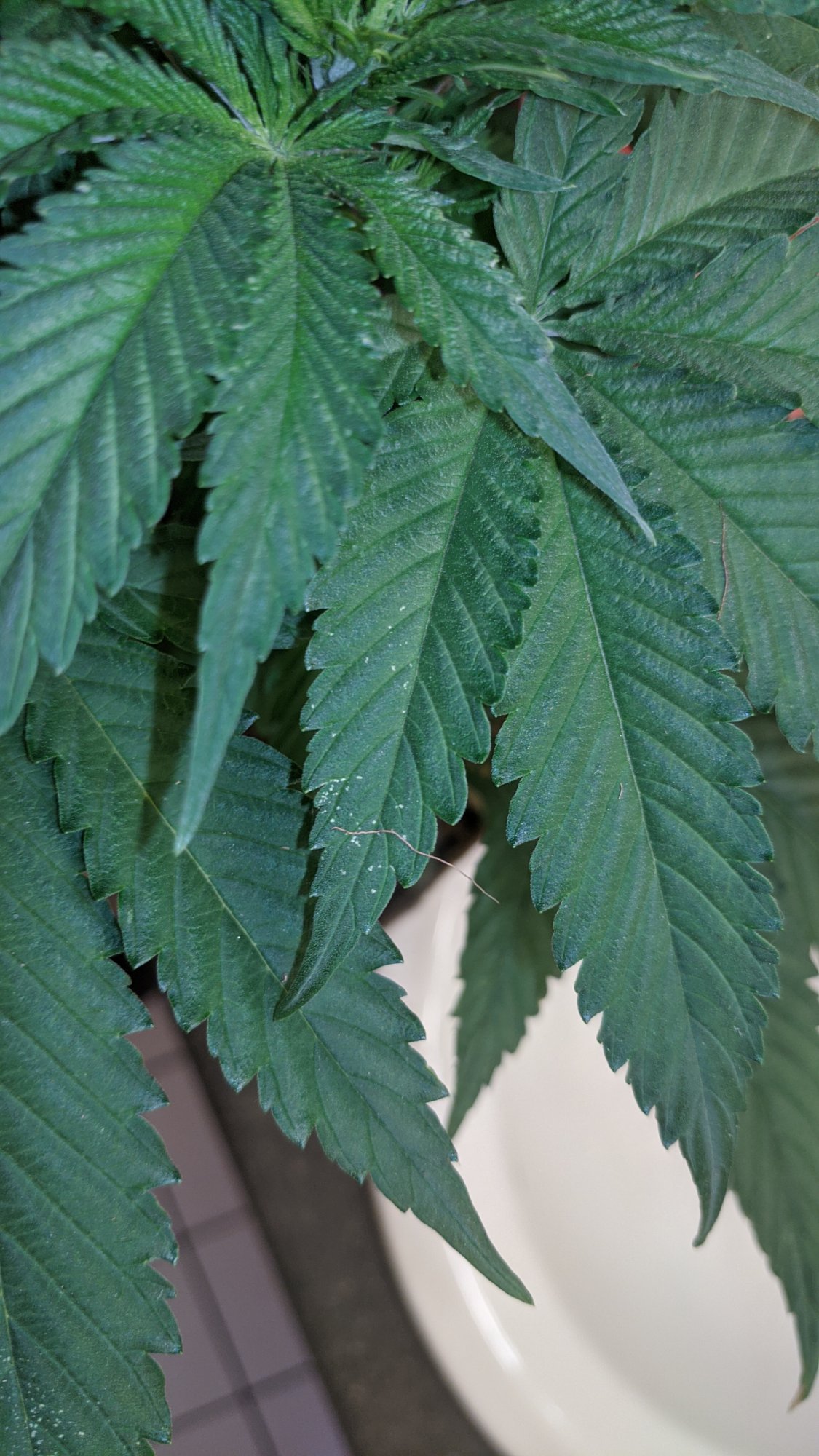 Leaf spots please help diagnose 2