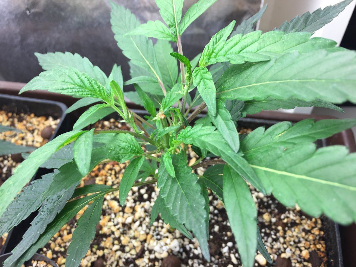 Leaf stems turning purple without symptoms of stress 3