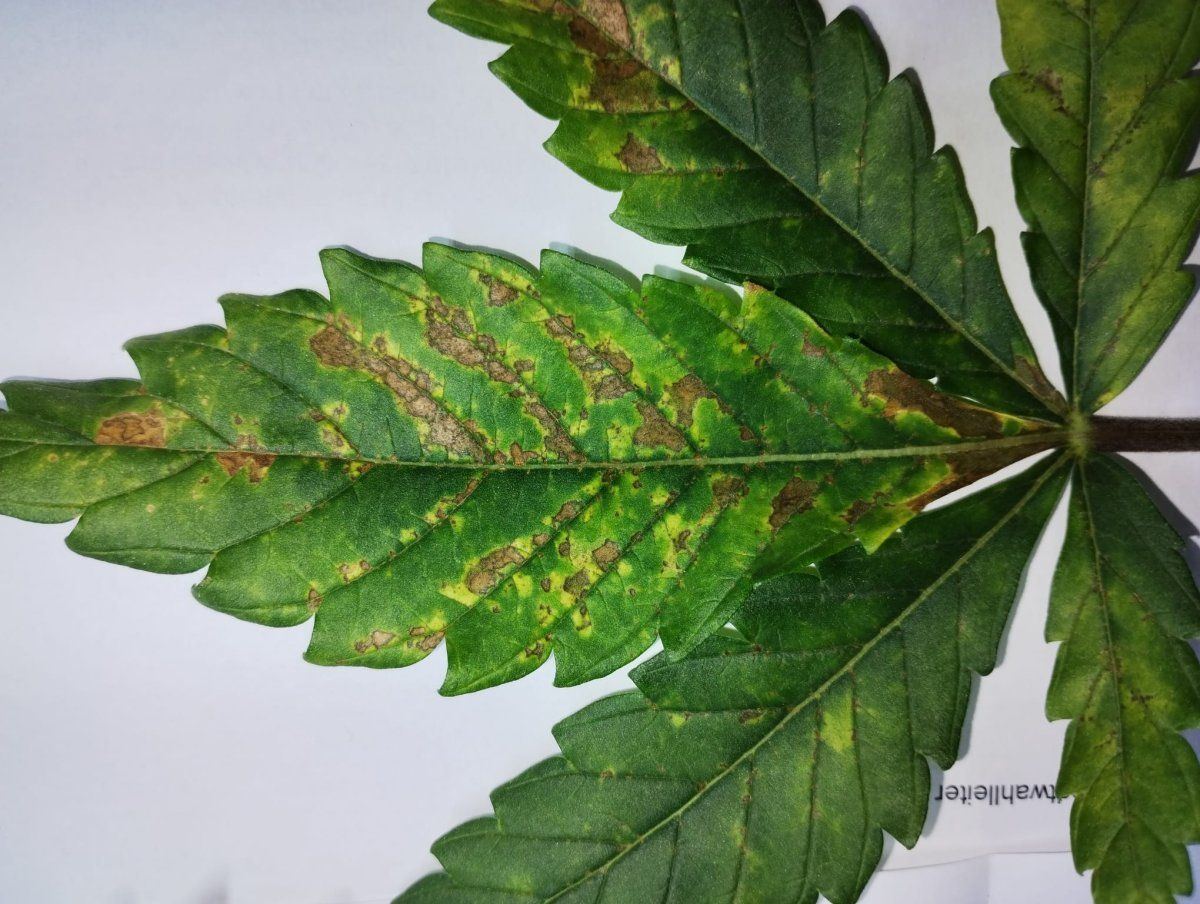 Leaf symptoms nutrient deficiency or tmv 3
