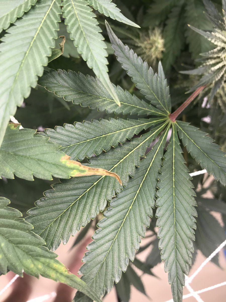 Leaf tip burn or deficiency 2
