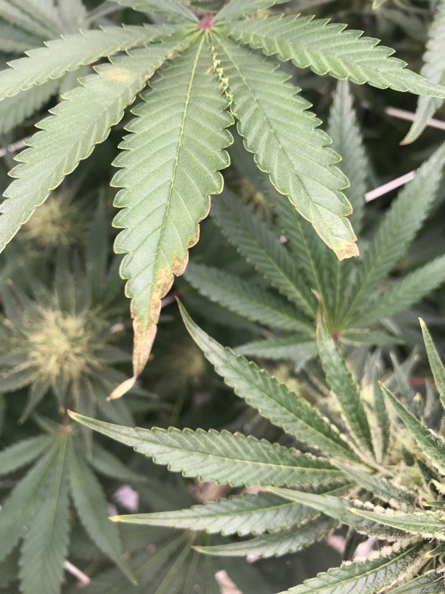 Leaf tip burn or deficiency
