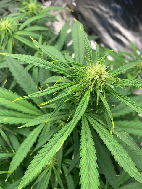 Leaf tips are yellowing and cant seem to fix the issue need help
