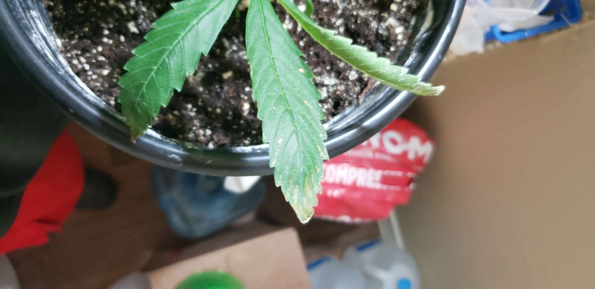 Leaf tips browning why 2