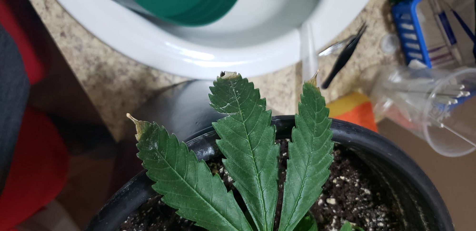 Leaf tips browning why 3