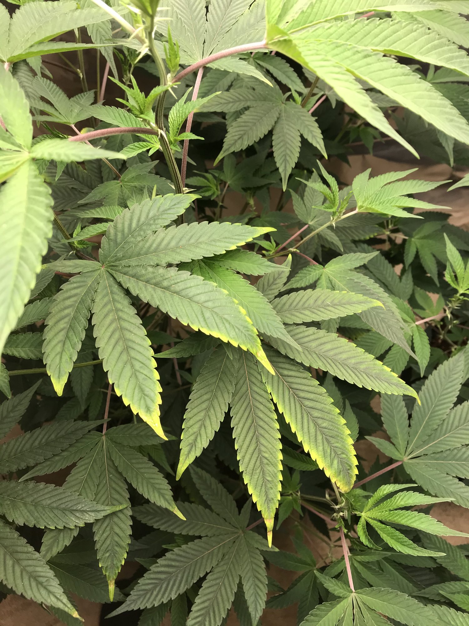 Leaf tips clawing yellowing tips and edges 3