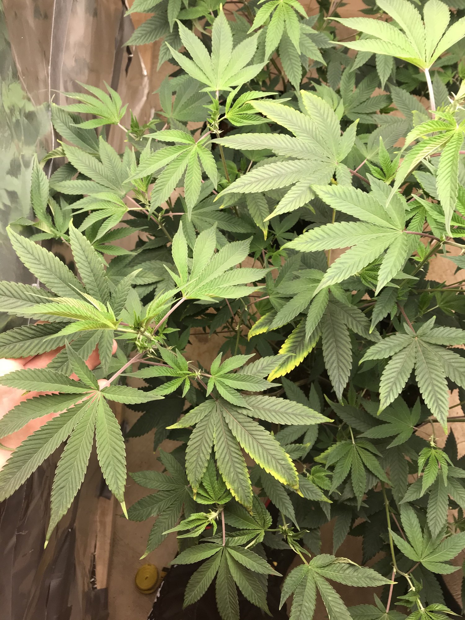 Leaf tips clawing yellowing tips and edges 4