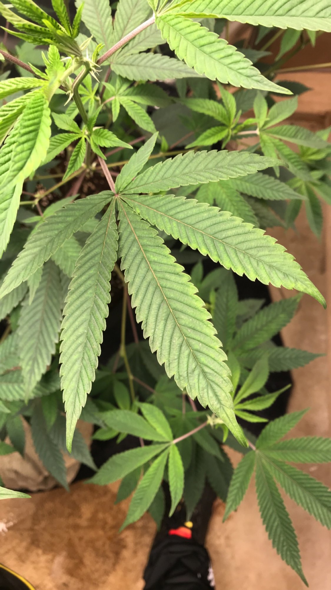 Leaf tips clawing yellowing tips and edges 5