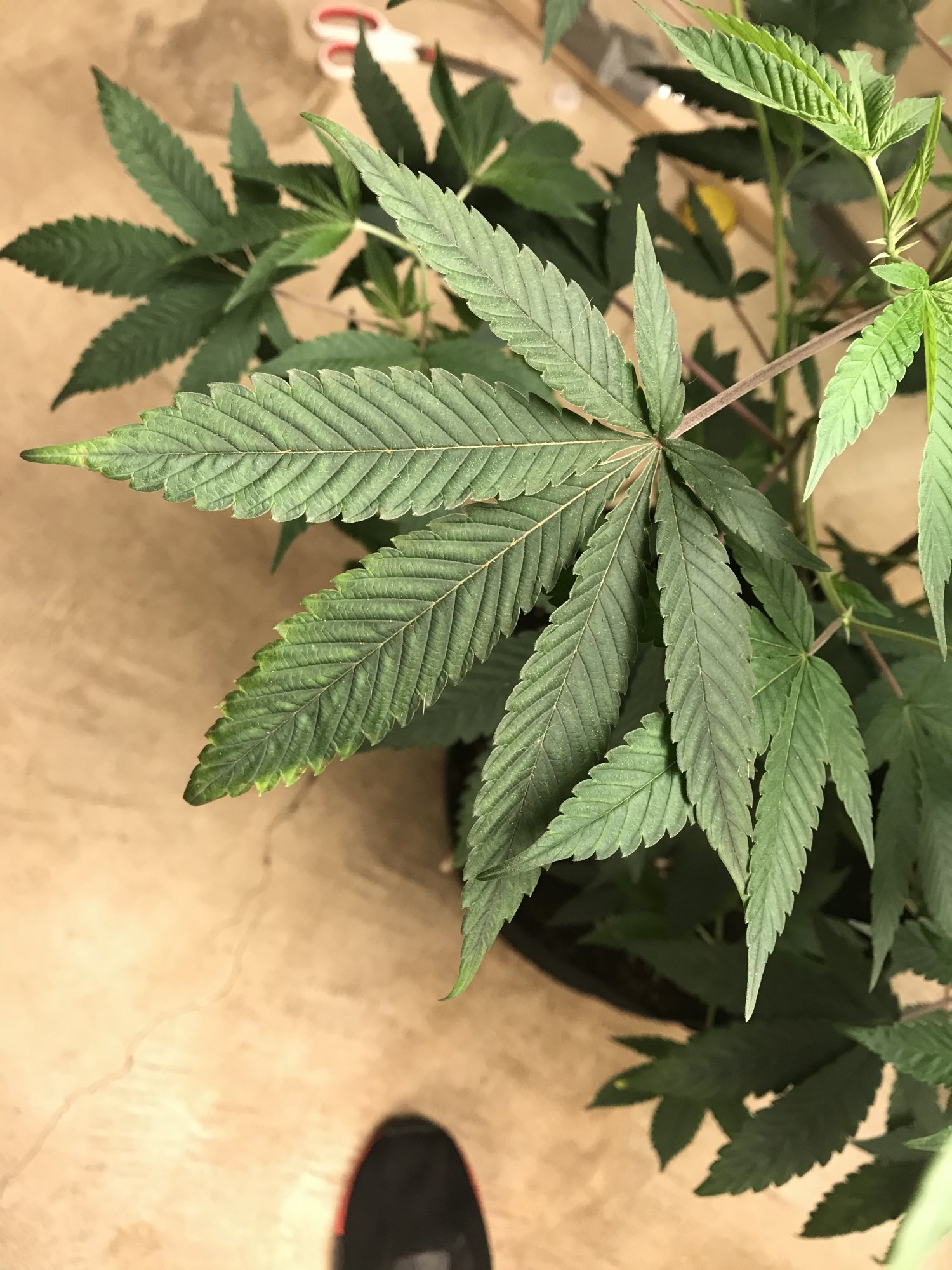 Leaf tips clawing yellowing tips and edges