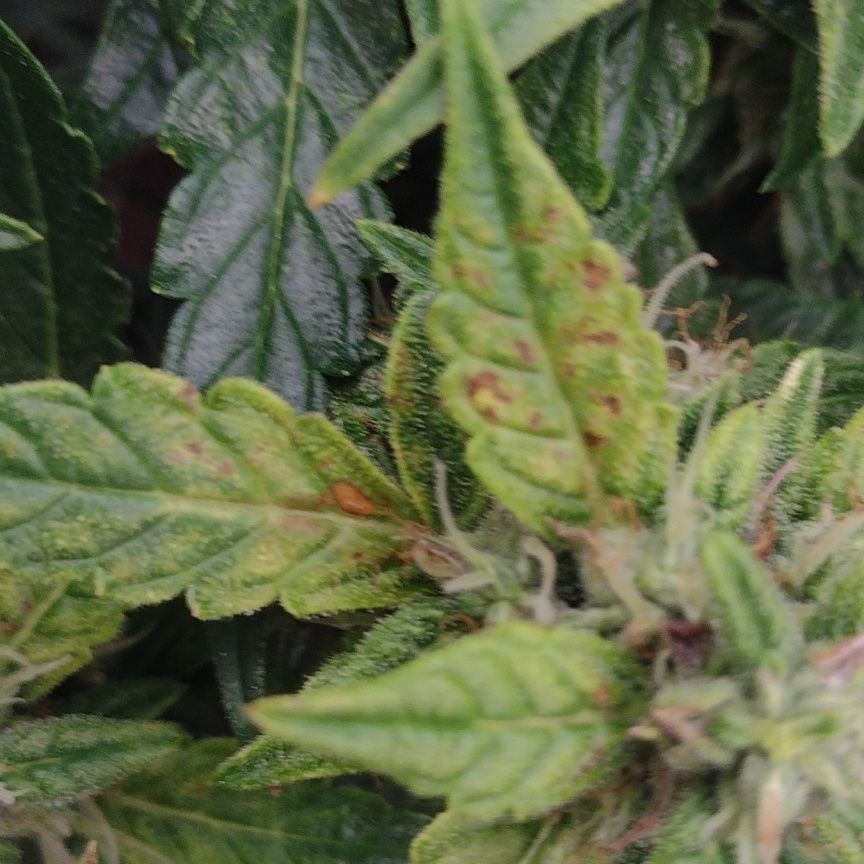 Leaf trouble auto in bloom help 2