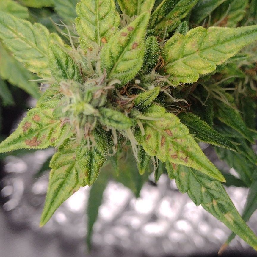 Leaf trouble auto in bloom help 3