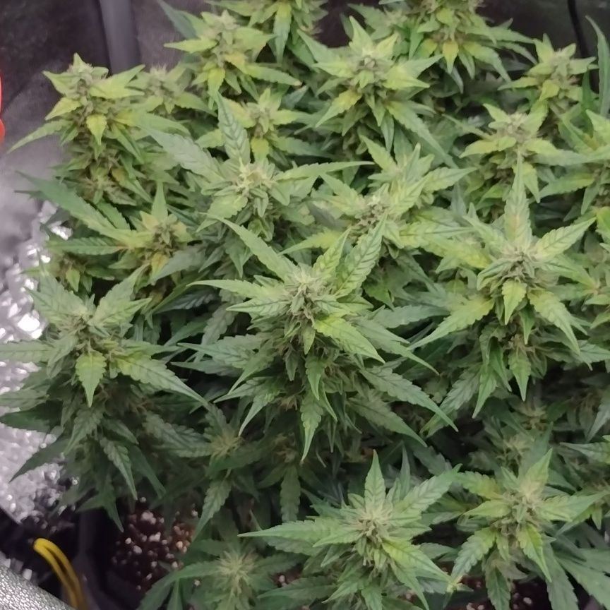 Leaf trouble auto in bloom help 4