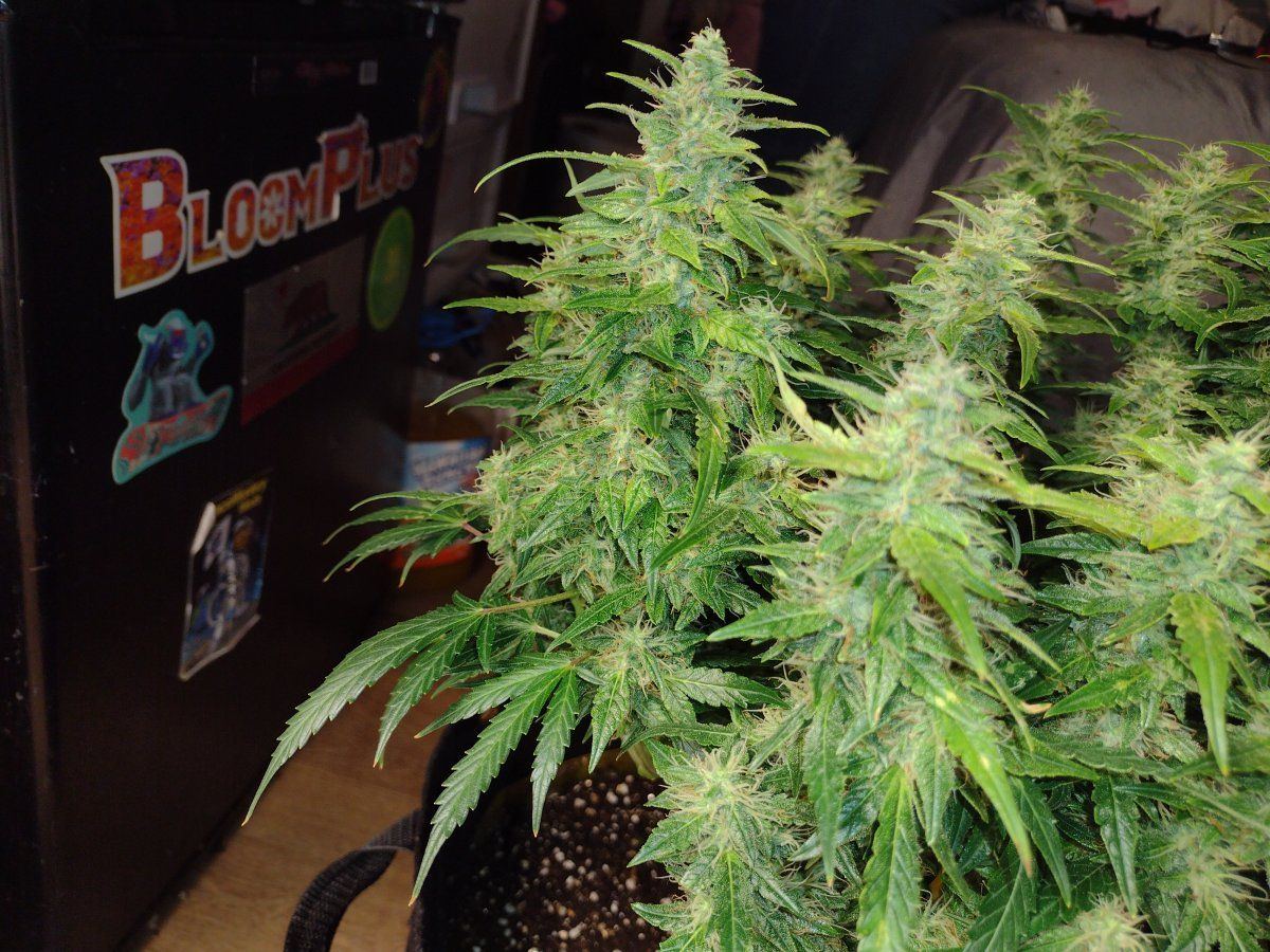 Leaf trouble auto in bloom help 5