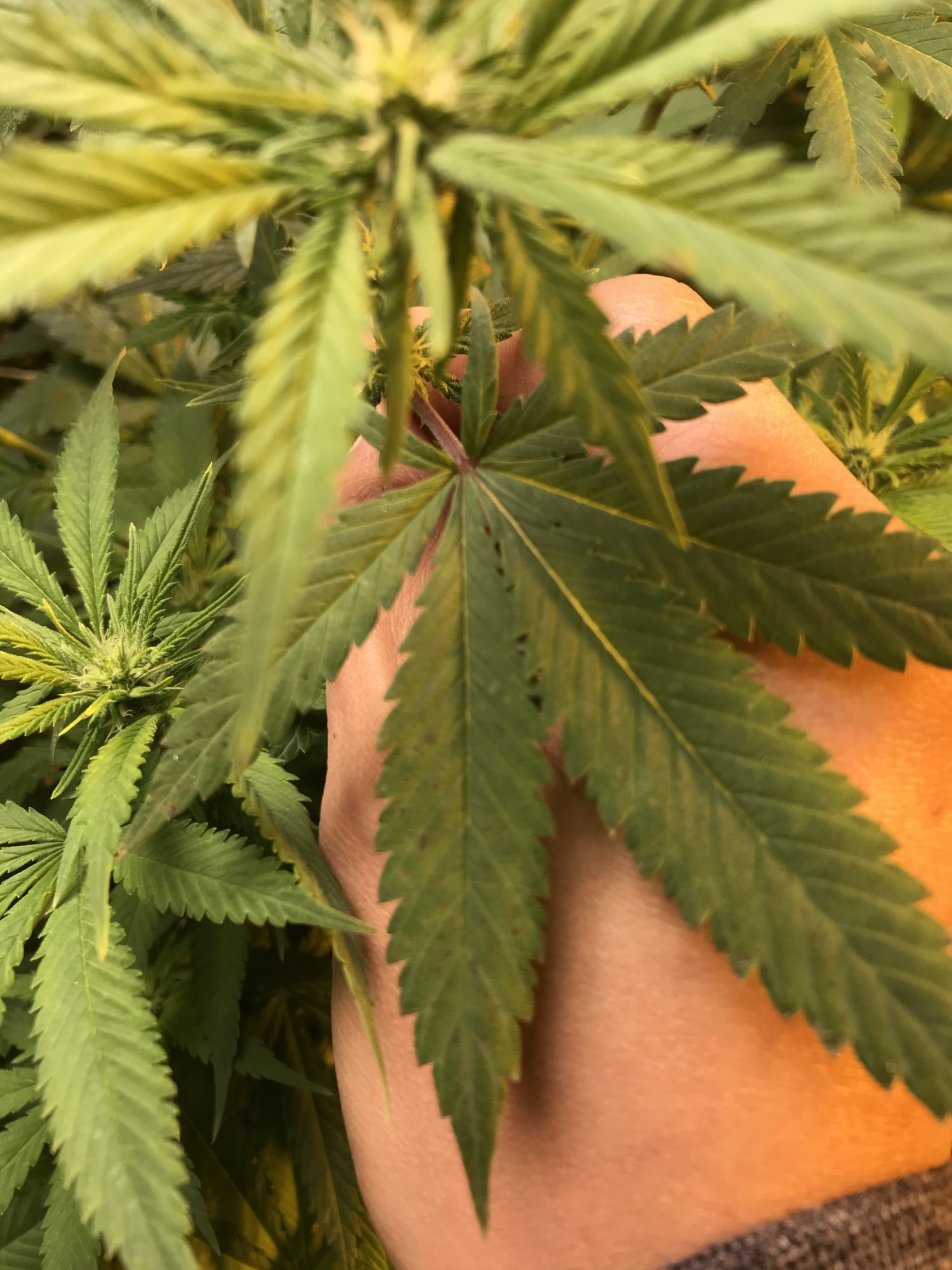 Leaf with red spot problems please help 6