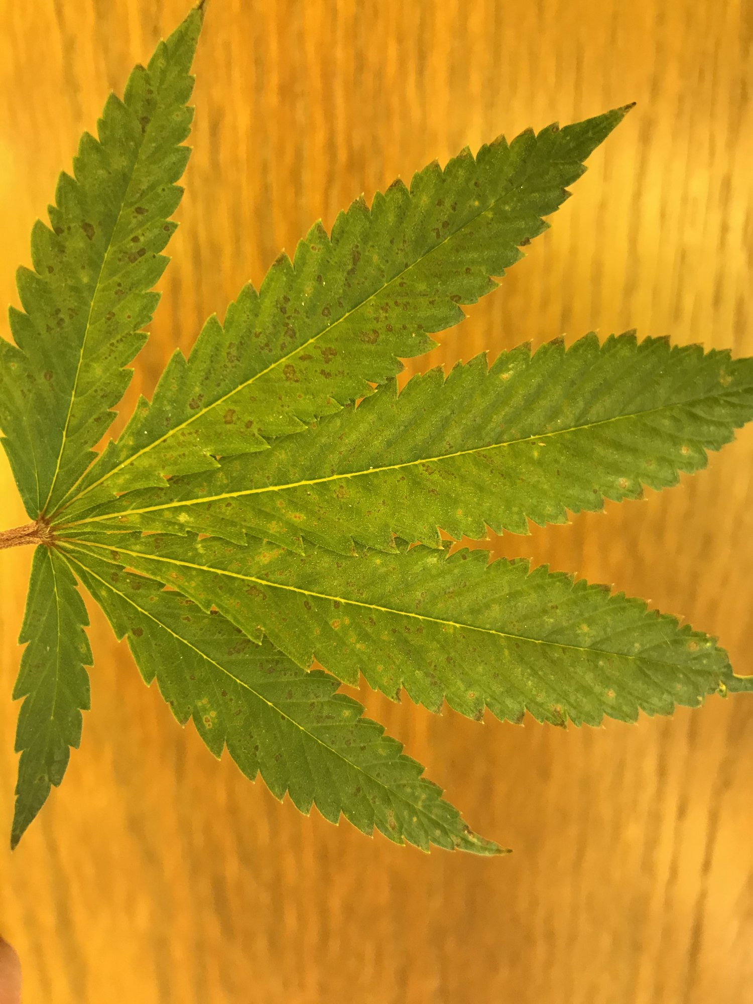 Leaf with red spot problems please help
