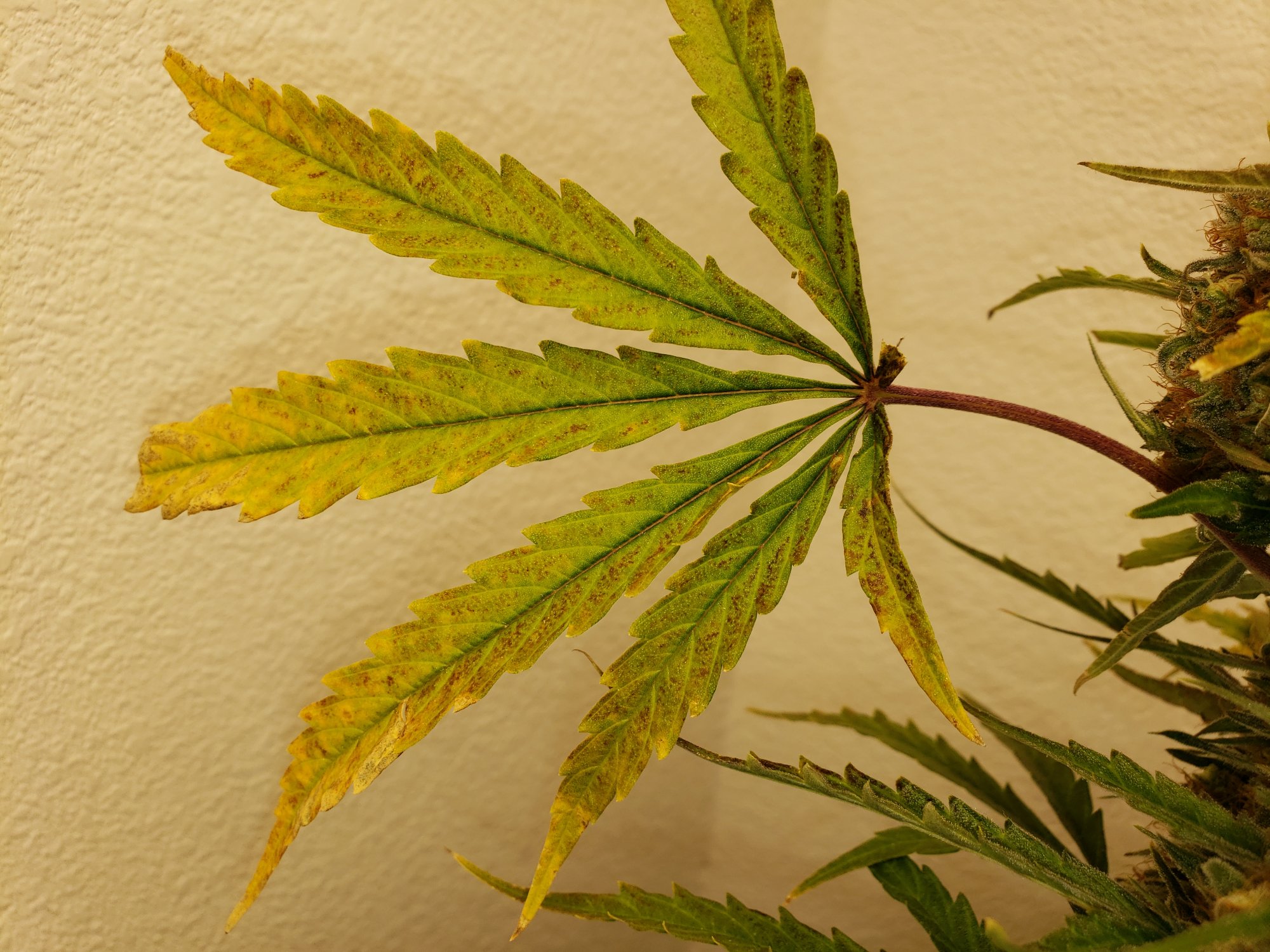 Leaf1