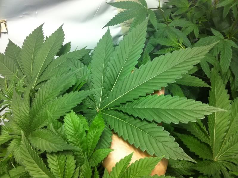 Leaf1big