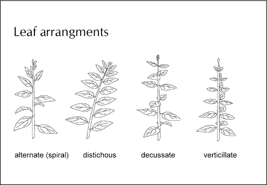 Leafarrangments