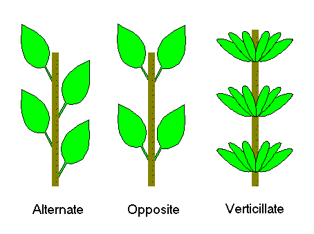 Leafarrangments2