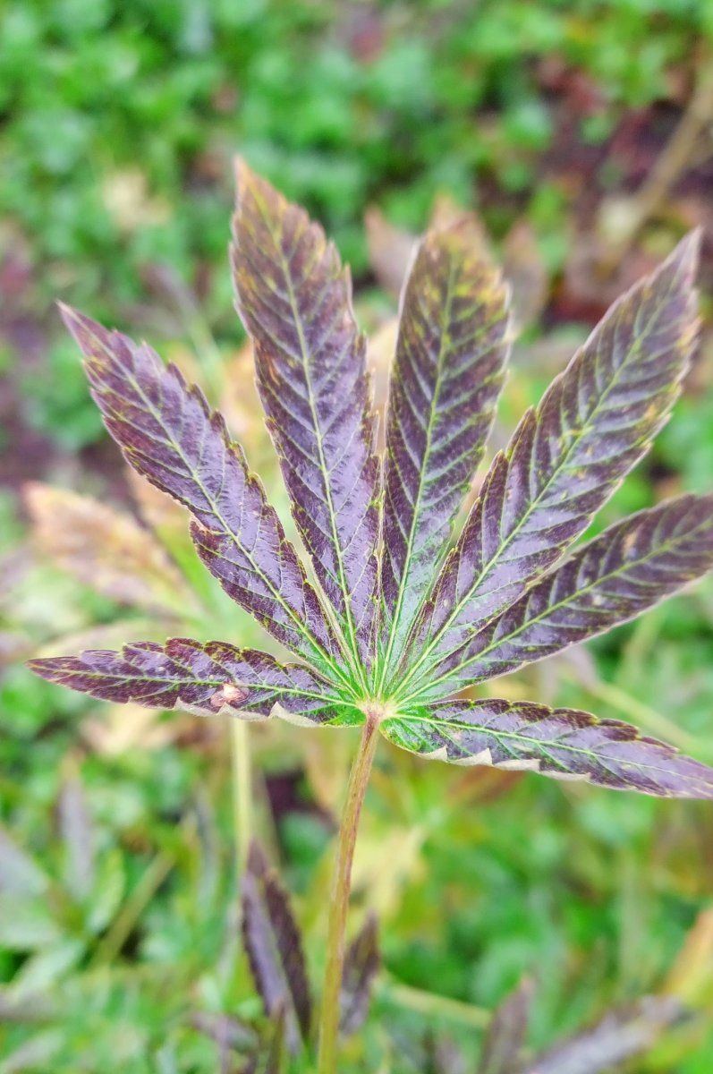 Leafauto