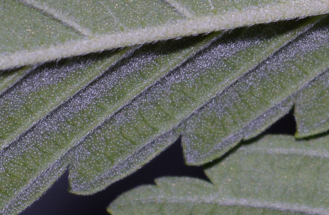 Leafbottom