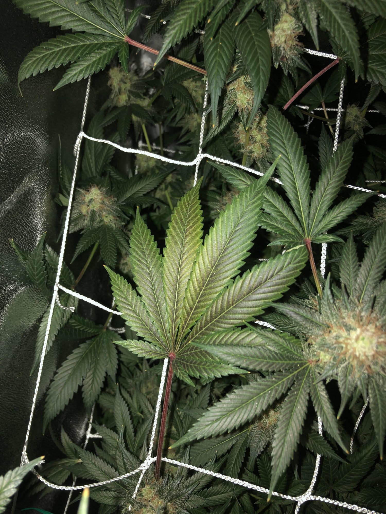 Leafchangingcolour