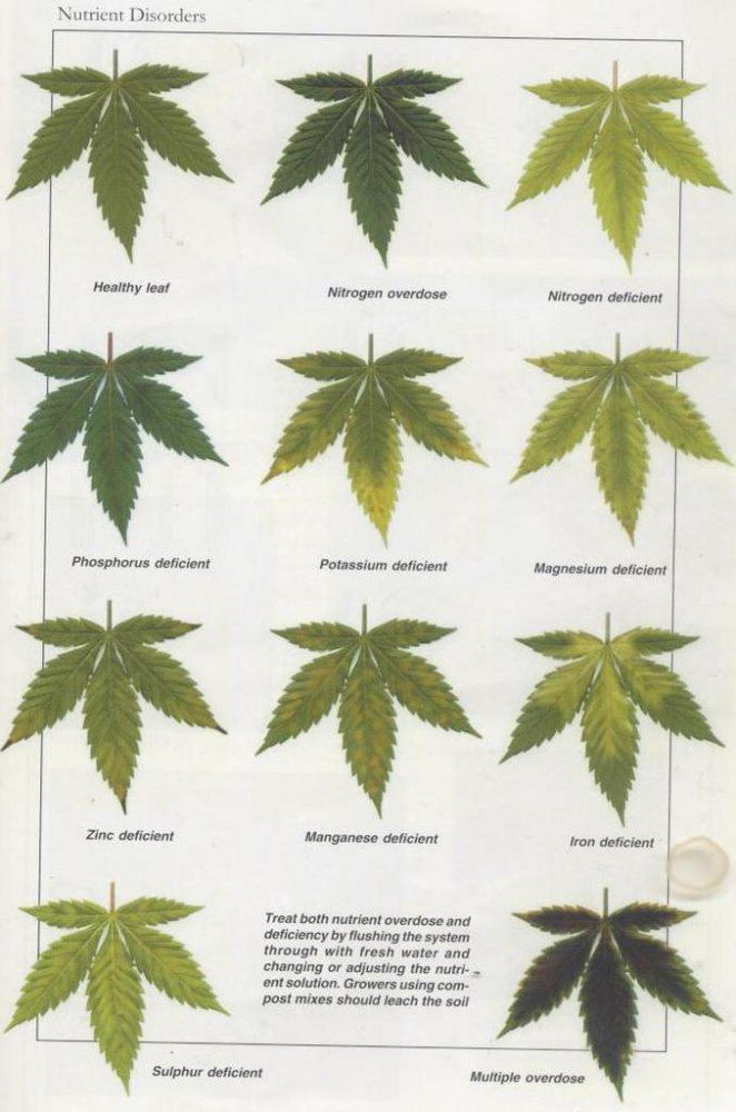 Helpful Charts For Making Cannabis Nutrient Deficiency Diagnoses Page