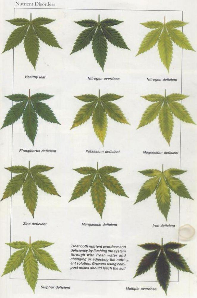 Leafchart2