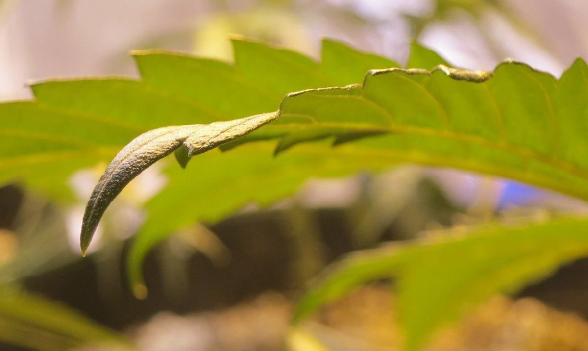 LEAFCURL sf