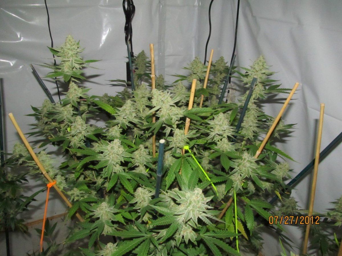 Leafdr 013