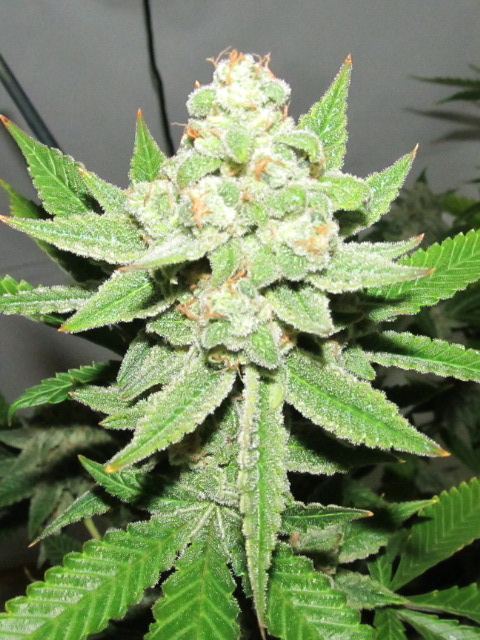 Leafdr 020