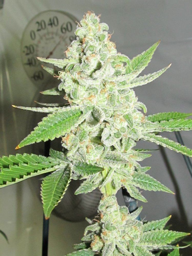 Leafdr 024