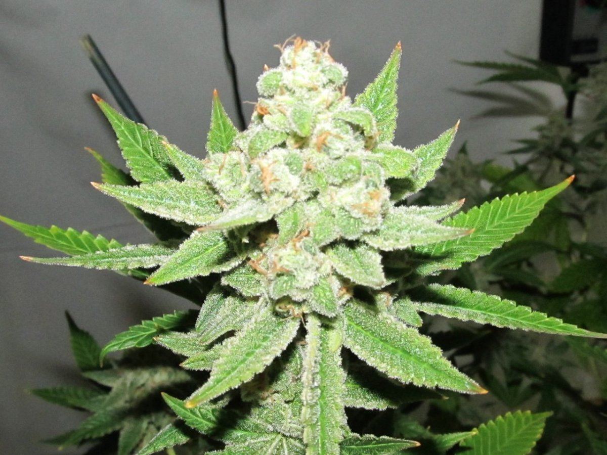 Leafdr 025