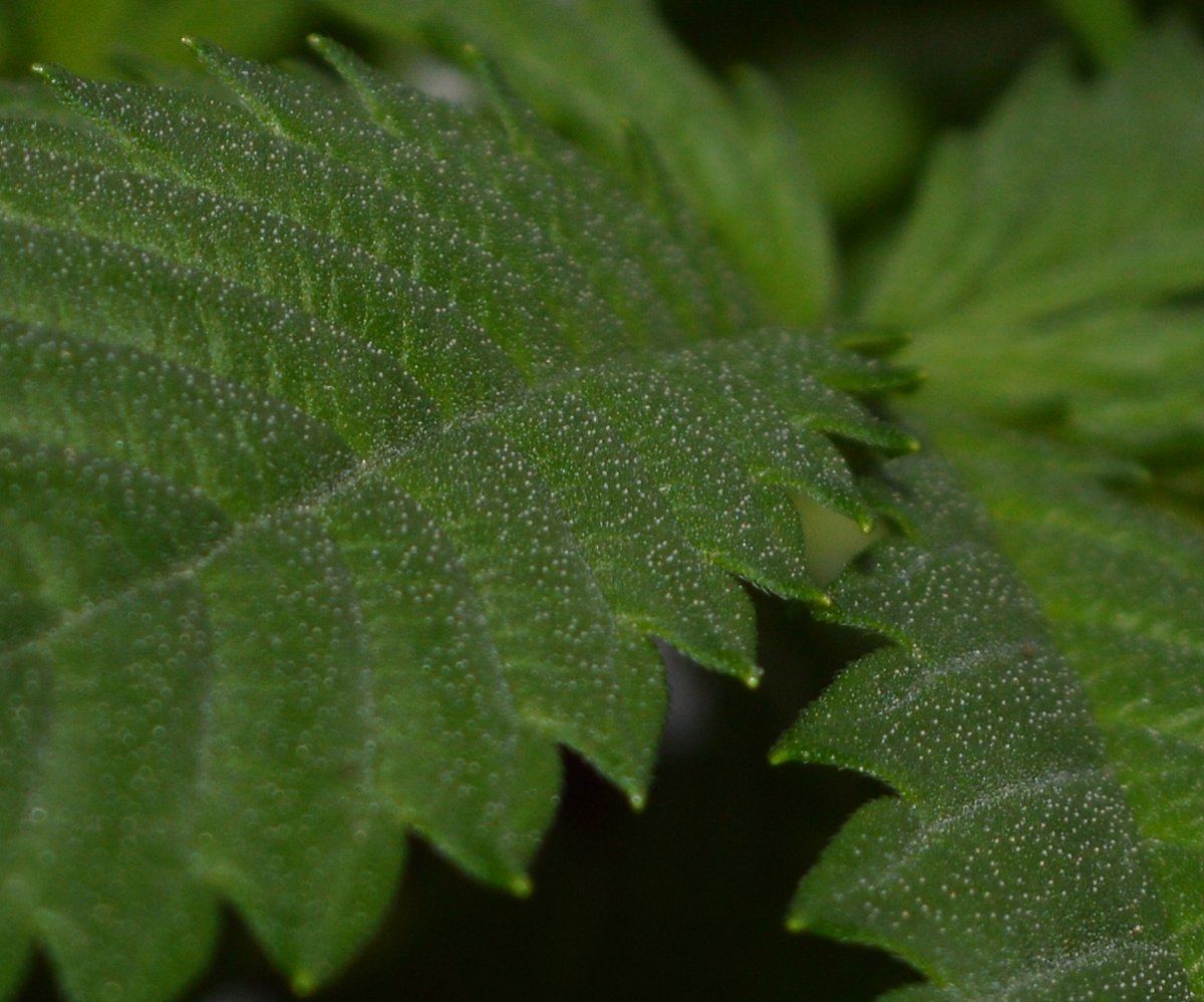 Leaffrost