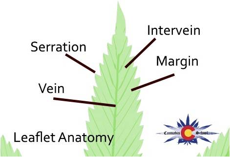 Leaflet anatomy