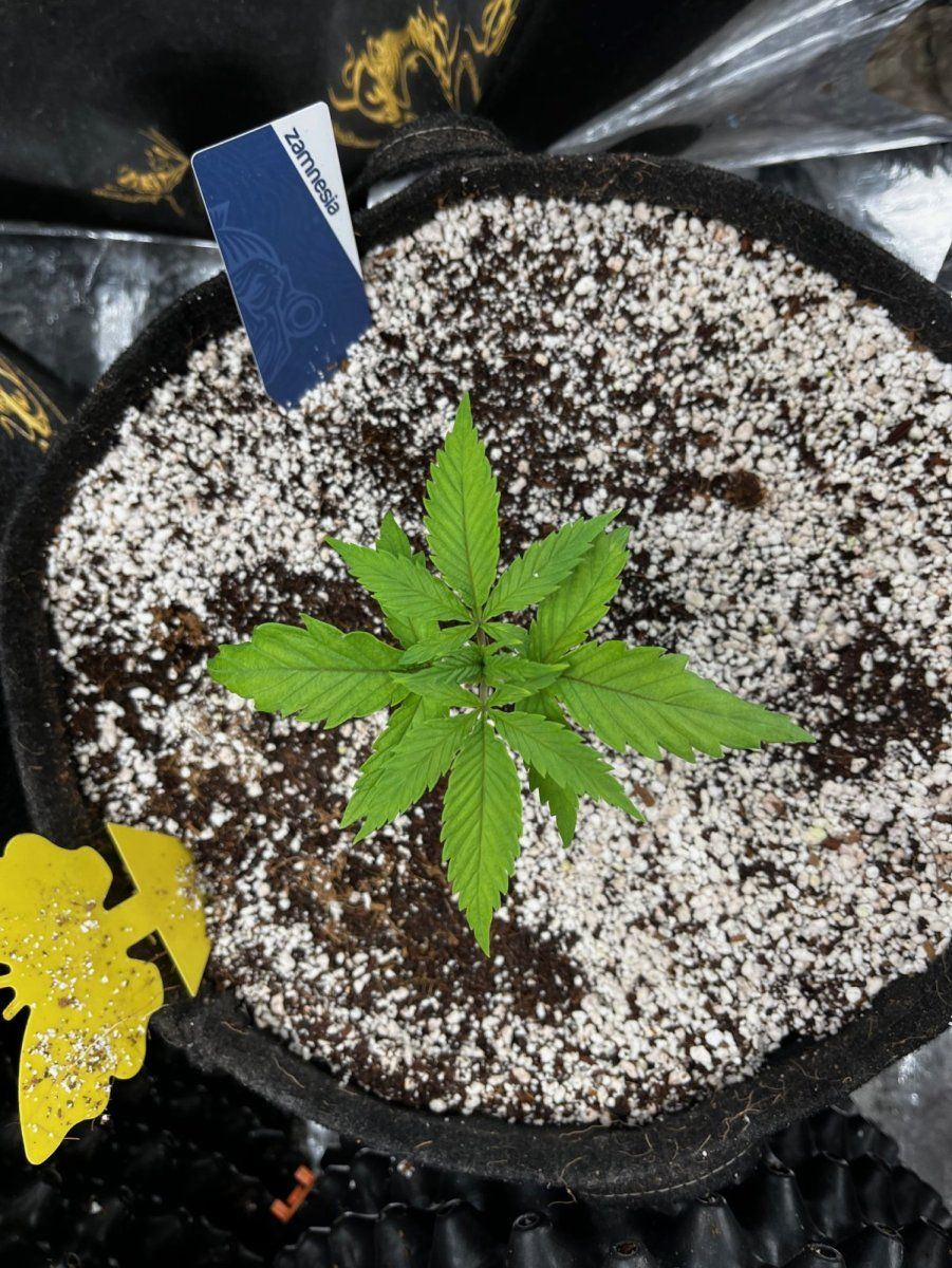 Leafs doing weird and really slow growth 2