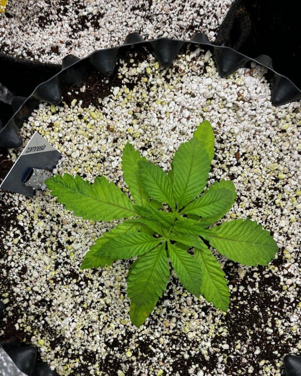 Leafs doing weird and really slow growth 3