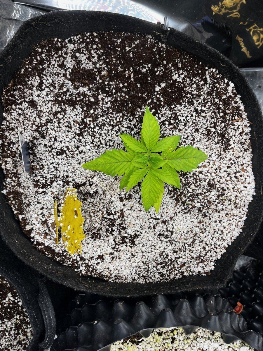 Leafs doing weird and really slow growth 5