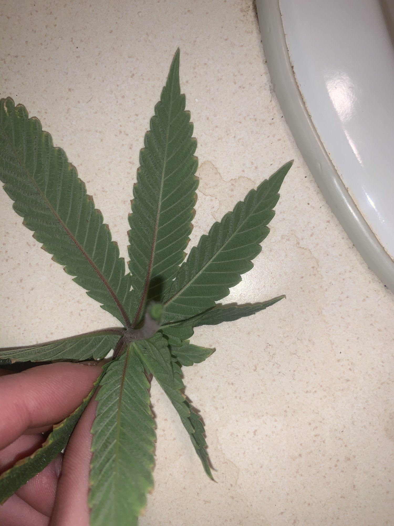 Leafs show signs of deficiency 2