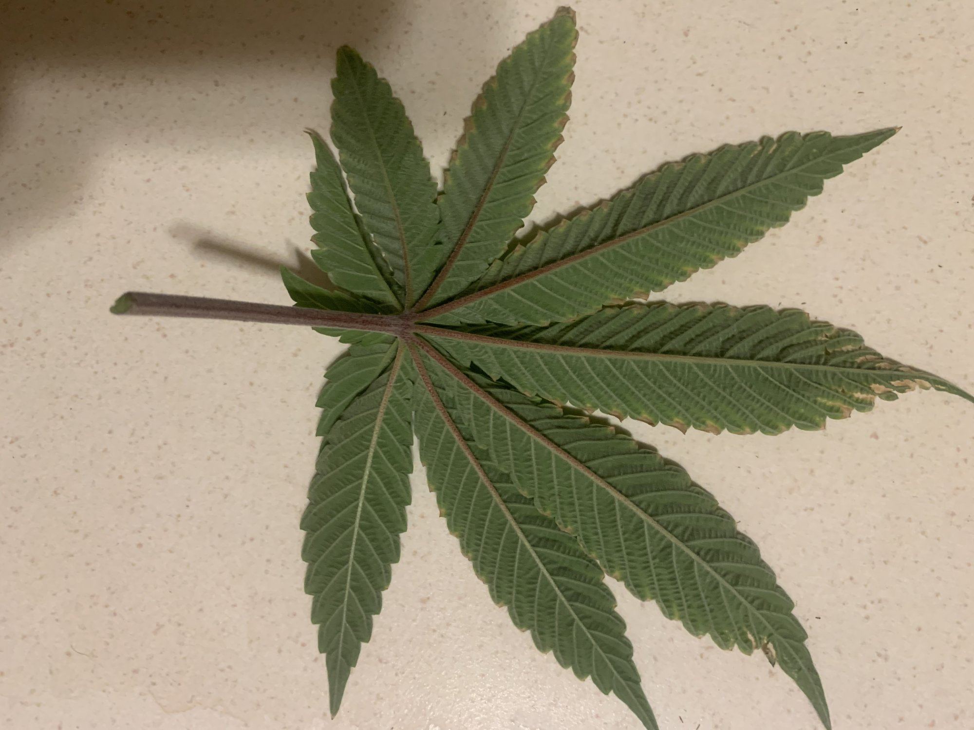 Leafs show signs of deficiency 3