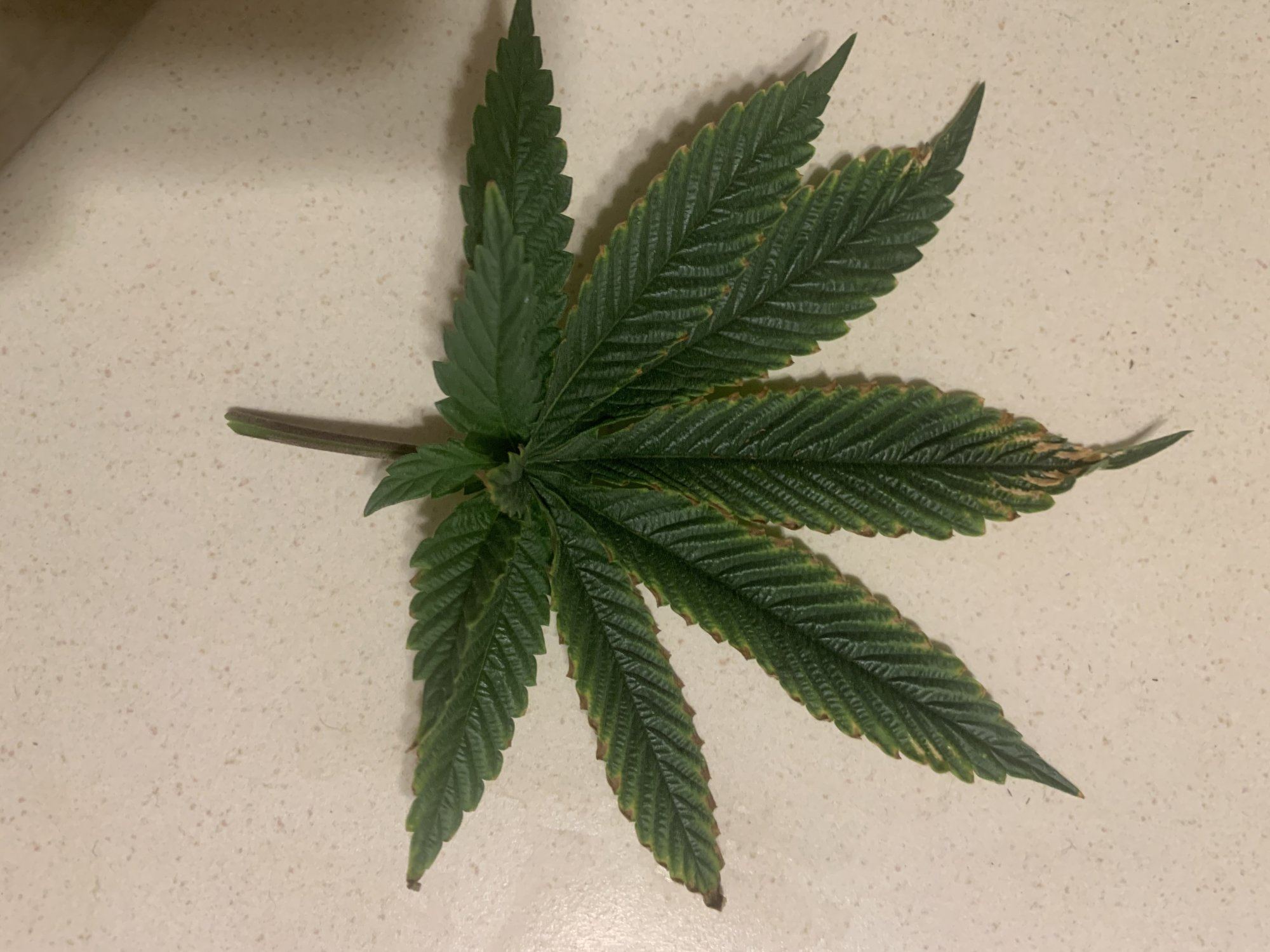 Leafs show signs of deficiency