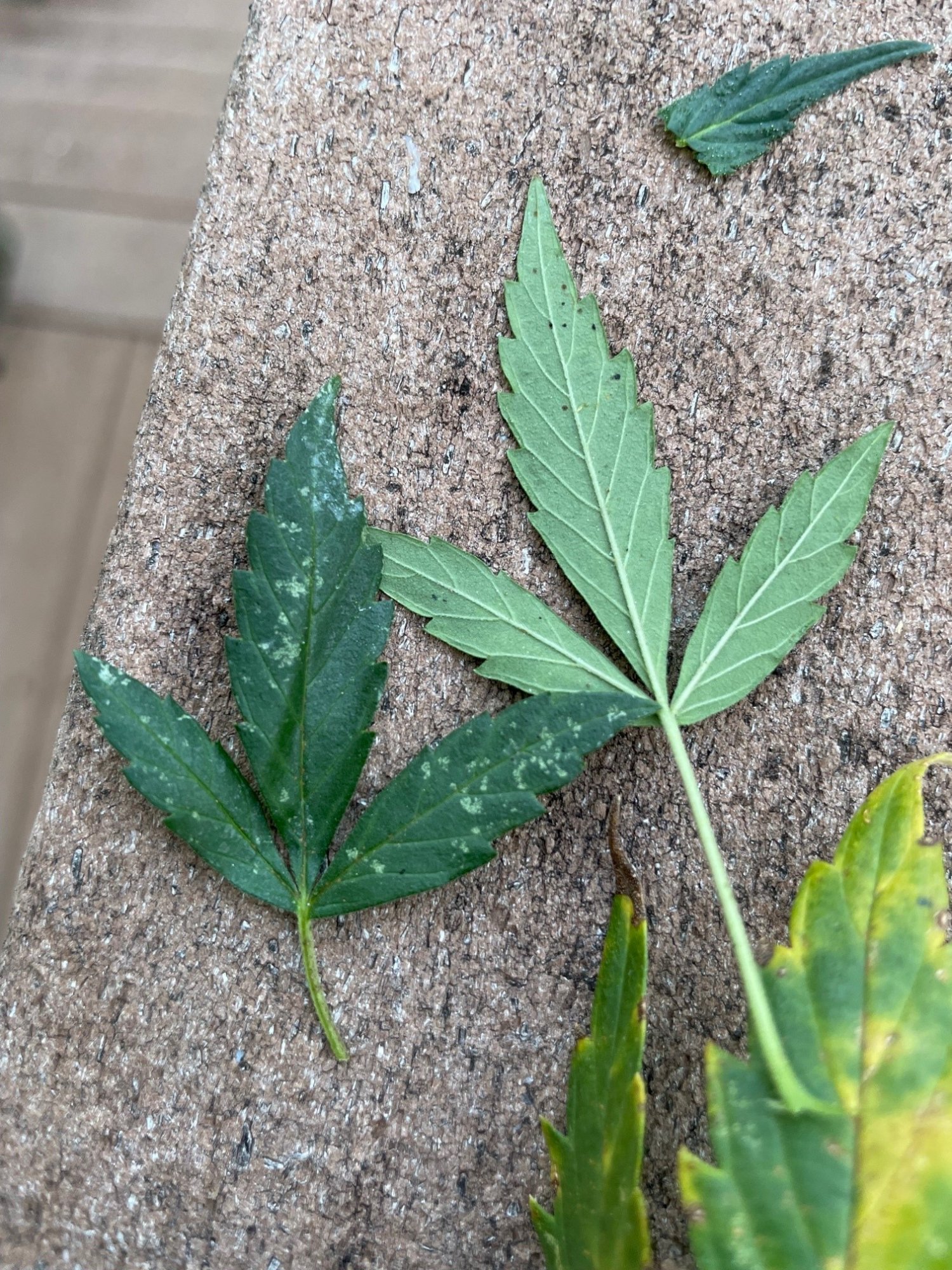 Leafs2