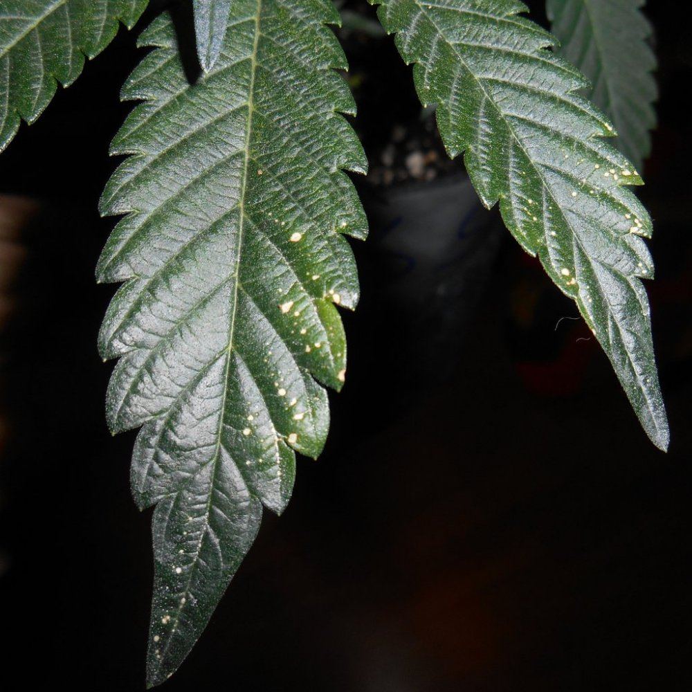 Leafspots