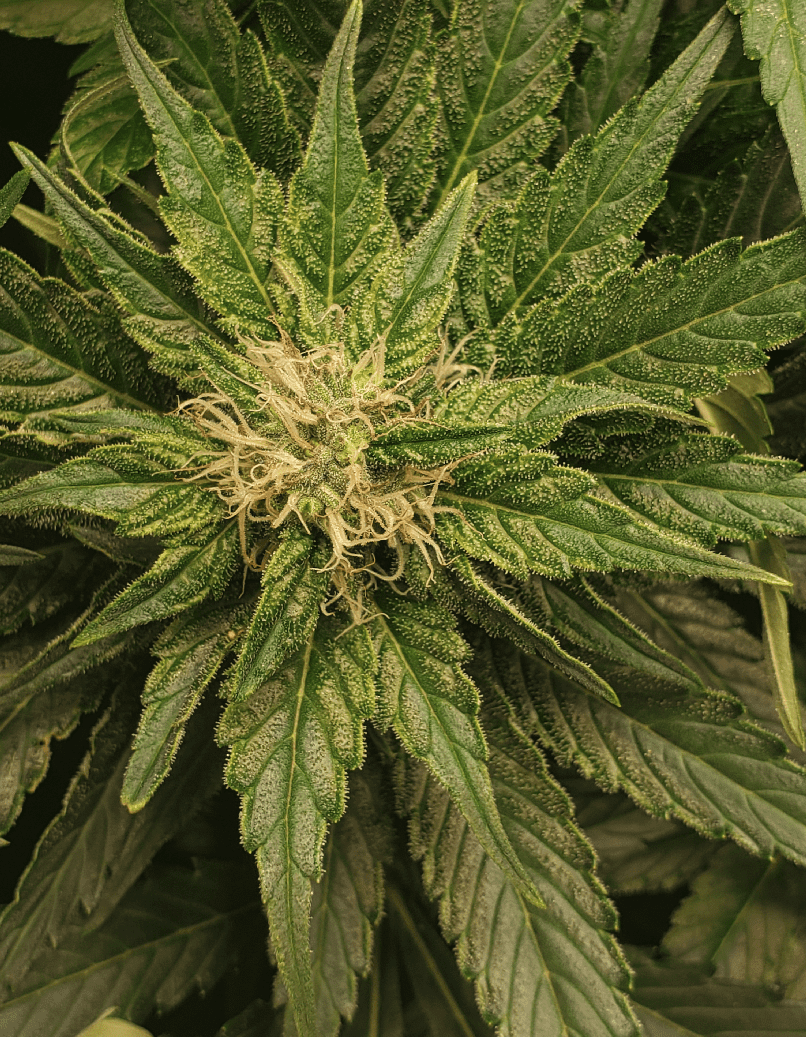 Leafy bud 3