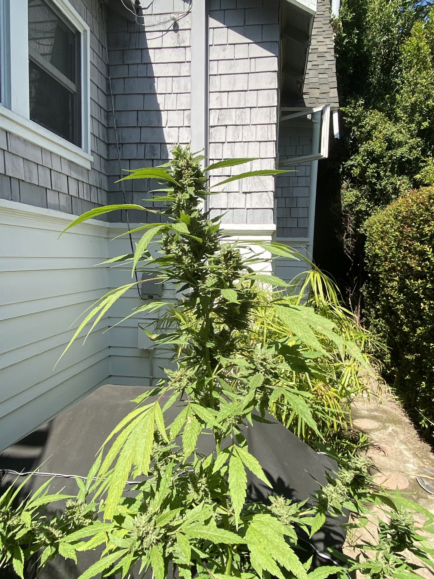 Leaning and possible nutrient deficiency 2