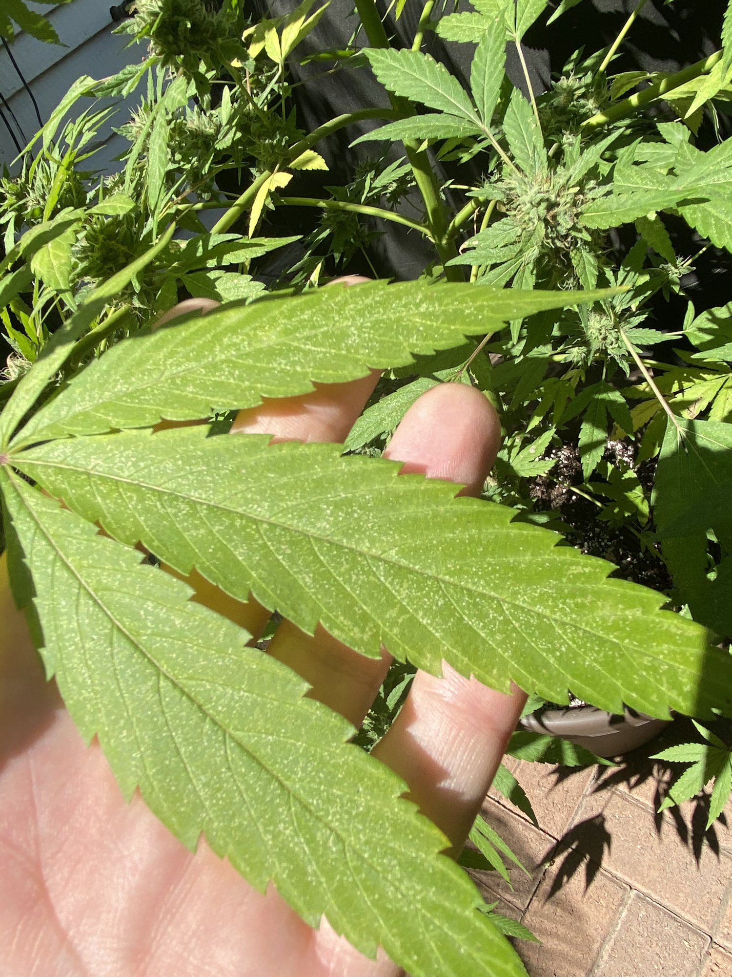 Leaning and possible nutrient deficiency 4