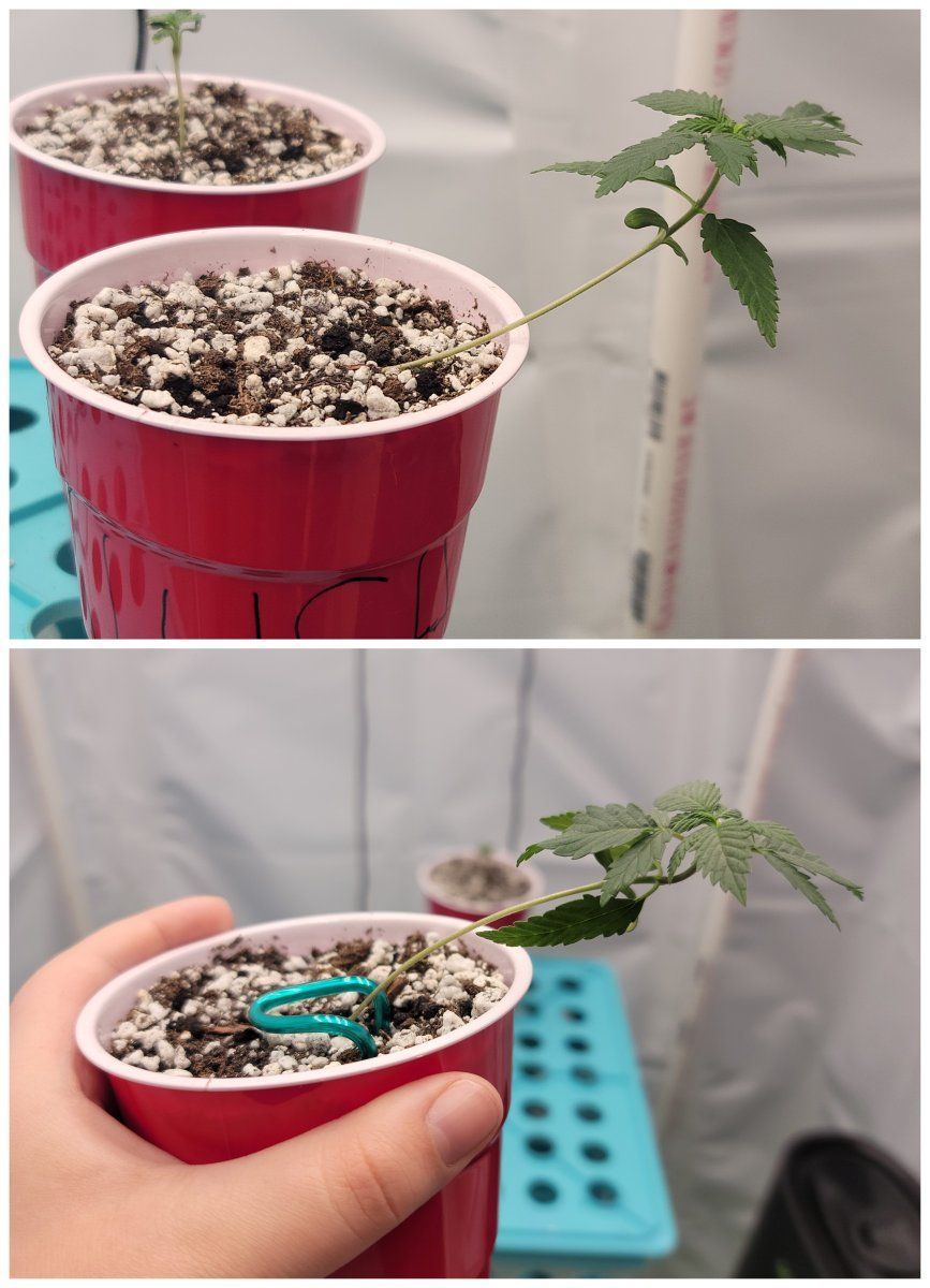 Leaning seedling and first feed